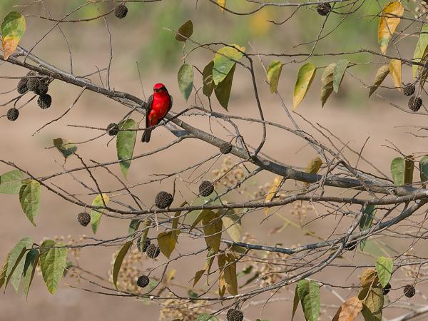 Scharlaken tiran (Pyrocephalus rubinus)